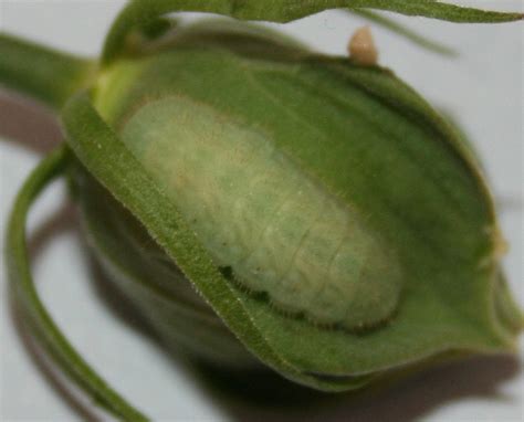 File:Gray Hairstreak Larva, Megan McCarty39.jpg - Wikimedia Commons
