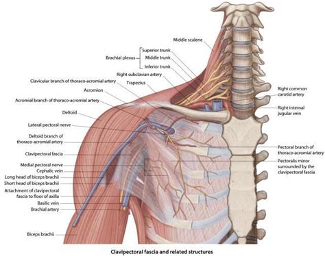 Supraclavicular Nerve Block: Ultrasound-Guided Technique (Quick Review ...