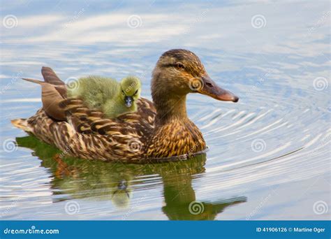 Baby Duck. stock photo. Image of duckling, babies, outdoors - 41906126