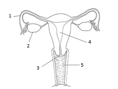 This! 30+ Reasons for Blank Diagram Of Human Reproductive Systems! Feb 21, 2018 · these systems ...