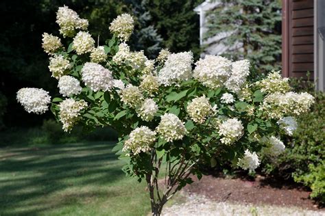 How to Grow Tree Hydrangeas (Panicle Hydrangeas)