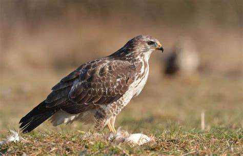 British Birds Of Prey | Identification Guides | Bird Spot