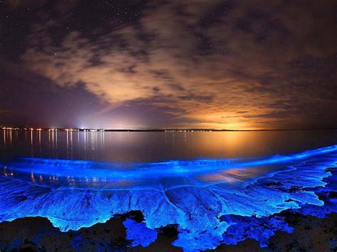 Bioluminescence from firefly squid cause Toyama Bay to glow 🔥🔥🔥 : NatureIsFuckingLit