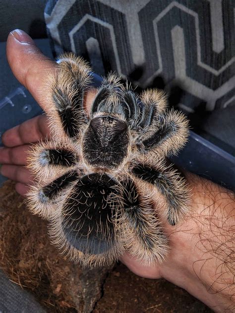 Curly Hair Tarantula - A-Z Animals