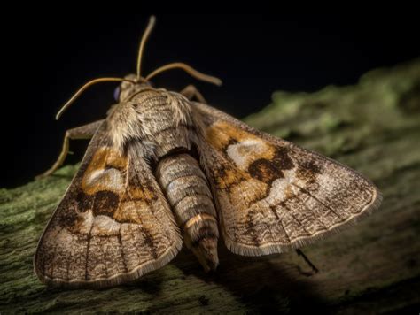 Brown Moth Spiritual Meaning & Symbolism (8 Omens)