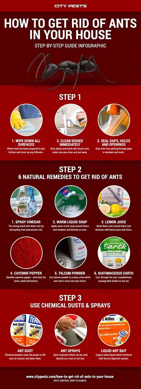 How to get rid of ants in your house and kitchen | Ants Infographic