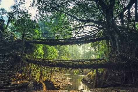 Man-Made ‘Living Bridges’ … – Military Veterans and Patriots