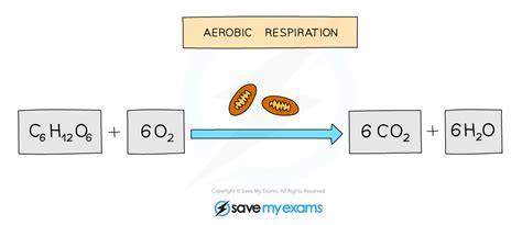 Edexcel IGCSE Biology 复习笔记 2.6.2 Types of Respiration-翰林国际教育