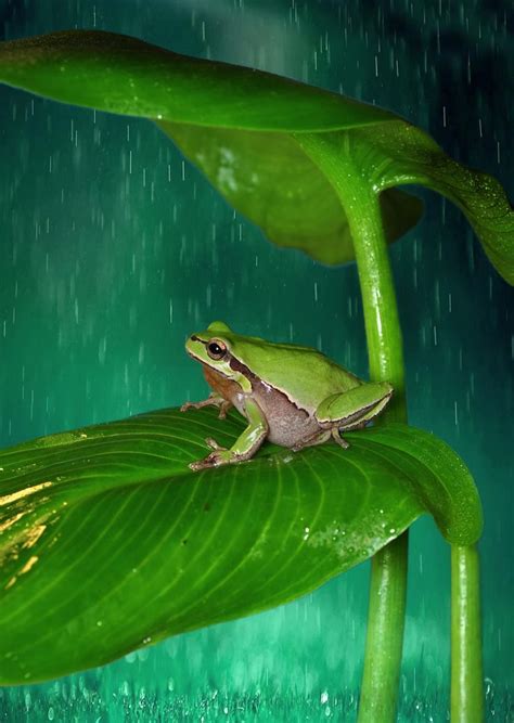 Pin by nancy criswell on Have you ever seen the RAIN | Amphibians, Frog, Funny frogs