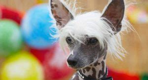 Hairless Dogs - The 5 Amazing Breeds With No Fur Coats