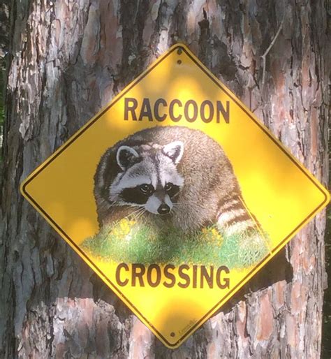 Raccoon Crossing - Algonquin - Bob Theoret | Algonquin, Raccoon, Natural history