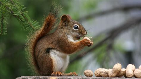 Squirrels eat all kinds of nuts, including acorns, pine nuts, walnuts, almonds, hazelnuts and ...