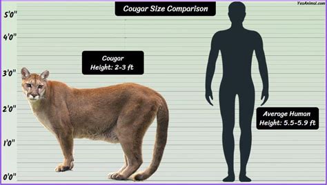 Mountain Lion/Cougar Size: How Big Are They Comparison?