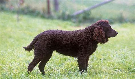 American Water Spaniel 1 - Pet Paw