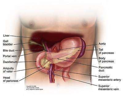 What is the Pancreas? - Pancreatic Cancer Action Network/