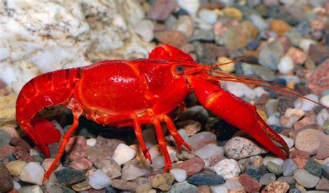 Red Swamp Crayfish: The Ultimate Info and Care Guide 2021