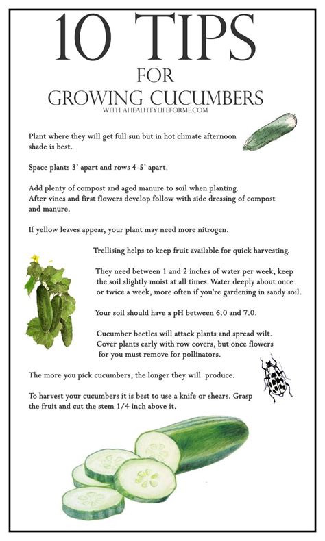 10 Tips for Growing Cucumbers » A Healthy Life For Me