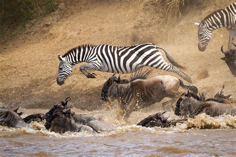 Masai Mara vs Serengeti | Great Migration Safari | Ker Downey Africa