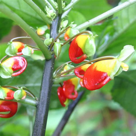 Impatiens Niamniamensis Parrot Plant | Exotic Plants Congo Cockatoo