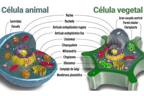 Celula Animal Y Vegetal Cuadro Comparativo | Porn Sex Picture