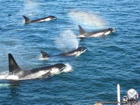 Whale Watching Adventure / Friday Harbor Cruise | Bellingham ...