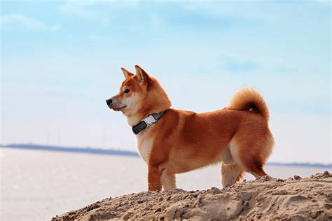 Dogs with Curly Tails | Exploring the Breeds - Centre of Excellence