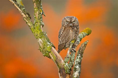 Eurasian scops owl 4139328 Stock Photo at Vecteezy