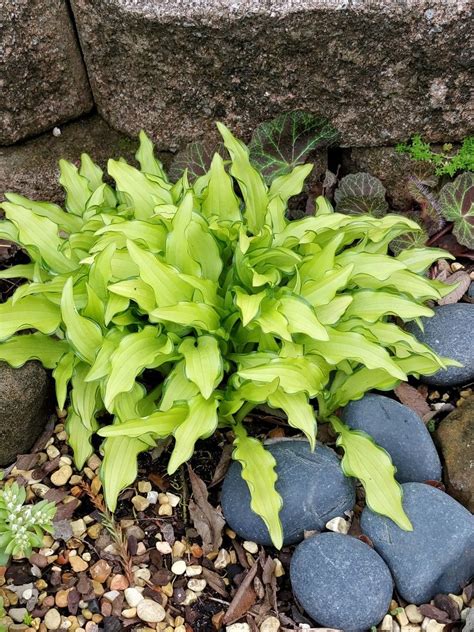 One of my favorite miniature Hostas, 'Kabitan' multiplies rapidly | Dream garden, Hostas, Hardscape