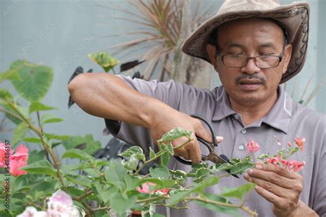 Asian men are making plant propagation by growing new plants from cuttings of young shoots ...