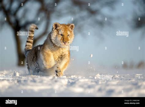 The tiger cub enjoys the freshly fallen snow Stock Photo - Alamy