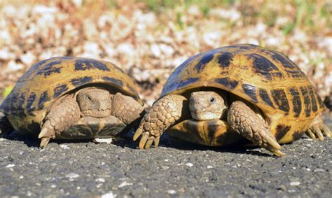 Turtles can make great pets, but do your homework first