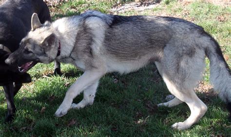 Silver Sable German Shepherd Puppies : Silver Sable German Shepherd Puppies / Silver Sable ...