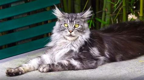 Five Cat Breeds That Love Being Outside - Videos from The Weather Channel