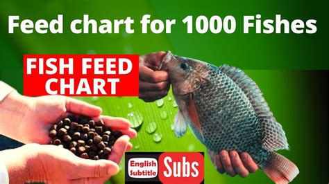 Feed chart for 1000 Fishes in Fish Farming - Onyx Aqua Farm