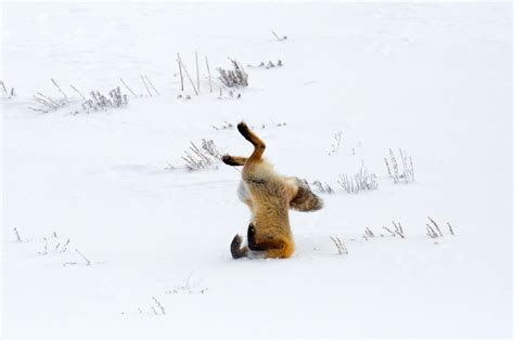 Fox jumping head first into the snow image - Free stock photo - Public Domain photo - CC0 Images