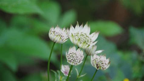 Masterwort: Gardening, Spiritual & Magical Uses