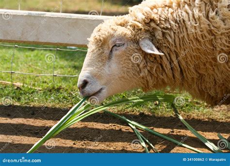 Happy sheep in farm stock photo. Image of lamb, sheep - 34100862