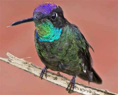 hummingbird feathers - Google zoeken | Hummingbird feather, Hummingbird, Beautiful birds