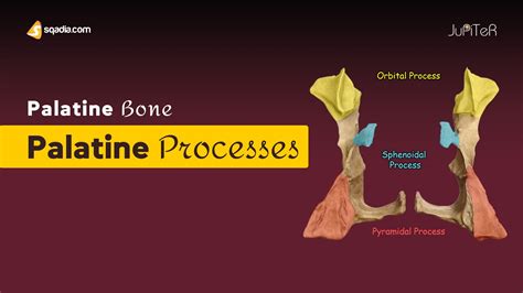 Palatine Bone - Palatine Processes