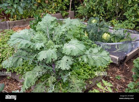 Issaquah, Washington, USA. Russian Red Kale plant. This heirloom kale is also known as Canadian ...