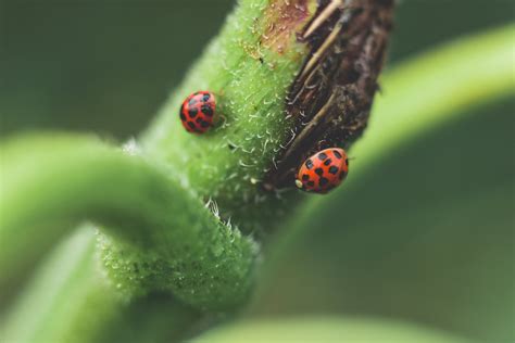 Micro Photography of Two Red-and-black Ladybugs · Free Stock Photo