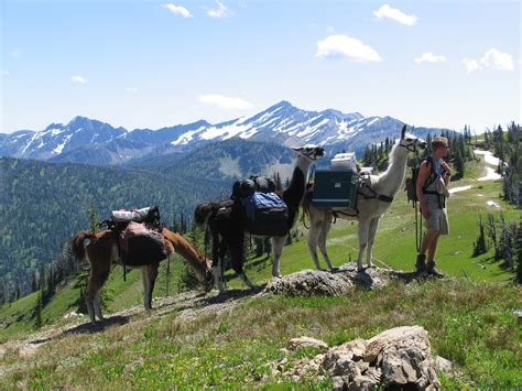 Llama Trekking | Swan Mountain Llama Trekking | Trekking, Glacier ...