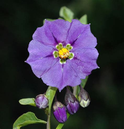 Solanum xantii (Solanaceae) image 14338 at PlantSystematics.org