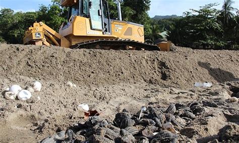 Workmen destroy more than 20,000 rare turtle eggs after bulldozers hit ...