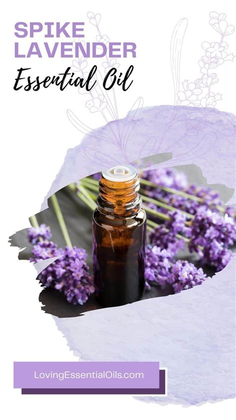 Spike Lavender Essential Oil Recipes, Uses and Benefits Spotlight ...