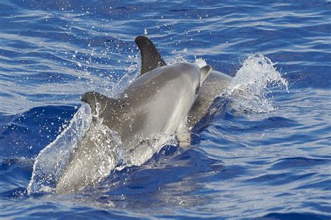 Baby spotted dolphin - a photo on Flickriver