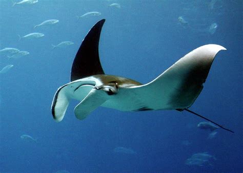 Swimming Manta Ray Photograph by Daniel Caracappa | Fine Art America