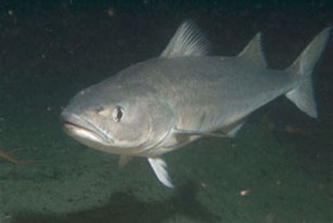 Sablefish | Puget Sound Wiki | FANDOM powered by Wikia