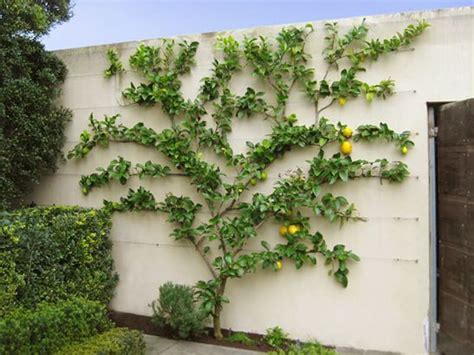 How to Grow Espalier Fruit Trees