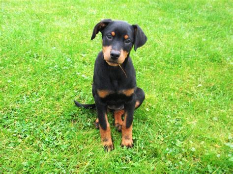 Doberman Puppies For Sale - Pet Adoption and Sales